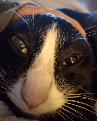 Platzhalter (Katze) für Teilnehmer-Feedback zum T-Shirt-Kurs, Screenshot 7 – in Leadpages ersetzen
