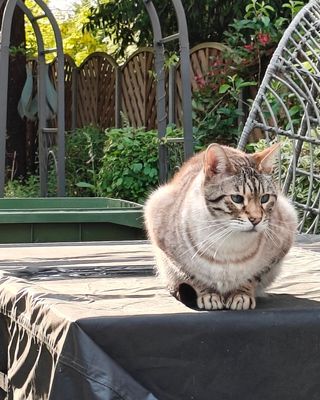 Platzhalter (Katze) für Teilnehmer-Feedback zum Kurs Grundlagen Vlieseline, Screenshot 7 – in Leadpages ersetzen