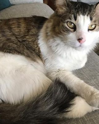 Platzhalter (Katze) für Teilnehmer-Feedback zum Kurs Ich liebe Reißverschlüsse, Screenshot 1 – in Leadpages ersetzen