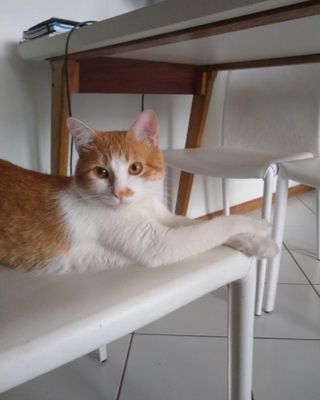Platzhalter (Katze) für Teilnehmer-Feedback zum Kurs Ich liebe Reißverschlüsse, Screenshot 3 – in Leadpages ersetzen