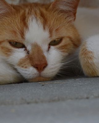 Platzhalter (Katze) für Teilnehmer-Feedback zum Kurs Ich liebe Reißverschlüsse, Screenshot 5 – in Leadpages ersetzen
