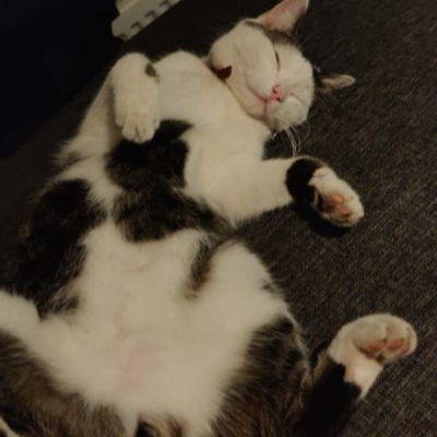 Portrait cat