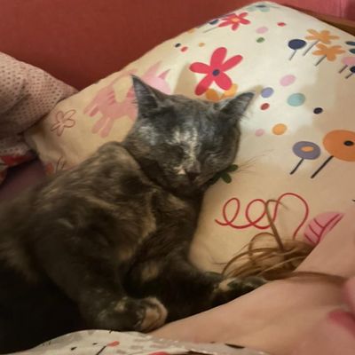 Kitten placeholder 1