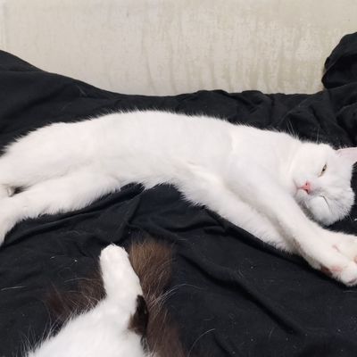 Kitten placeholder 2