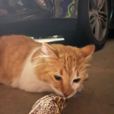Magical cat