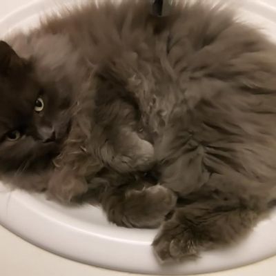 Sleepy Time cat