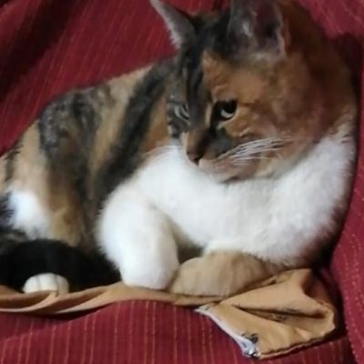 Playful cat