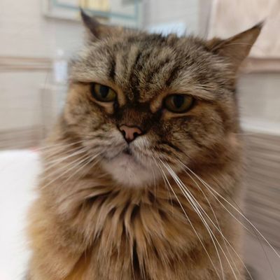 Happy cat