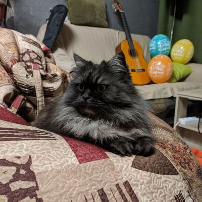 Mysterious cat