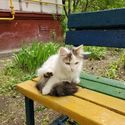 Adventurous cat