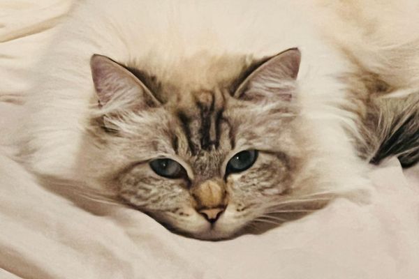 Hamish, why struggle with motivation? A cat will ensure you never miss a mealtime, or a 3 AM zoomies session, by simply existing loudly.