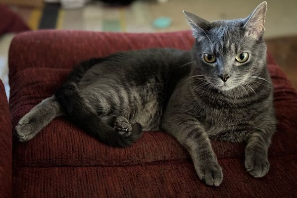 Your wardrobe is incomplete without cat hair. It's the ultimate accessory, proving you're a loving pet parent who clearly owns a fluffy, shedding overlord.