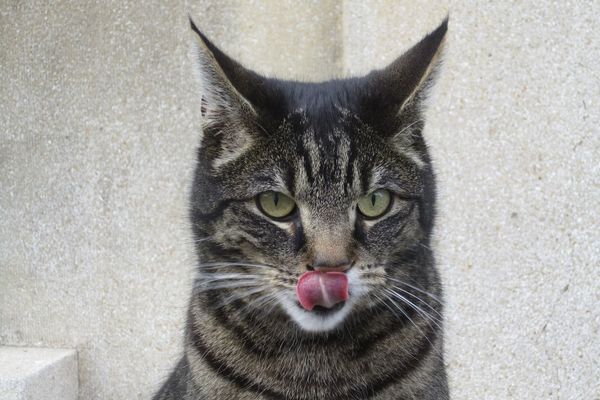 Tired of cooking alone? A cat will enthusiastically supervise every meal prep, ensuring no crumb goes uninspected (or uneaten, if you're not vigilant).