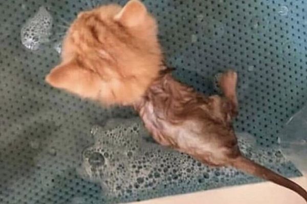 Forget expensive therapy. A cat provides instant stress relief through purrs... and the occasional, deeply judgmental stare that makes you question all your life choices.