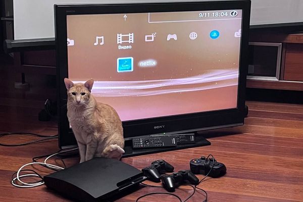 Want to improve your reflexes? Nothing hones your agility like dodging a cat playing "ankle pounce" in the dark.