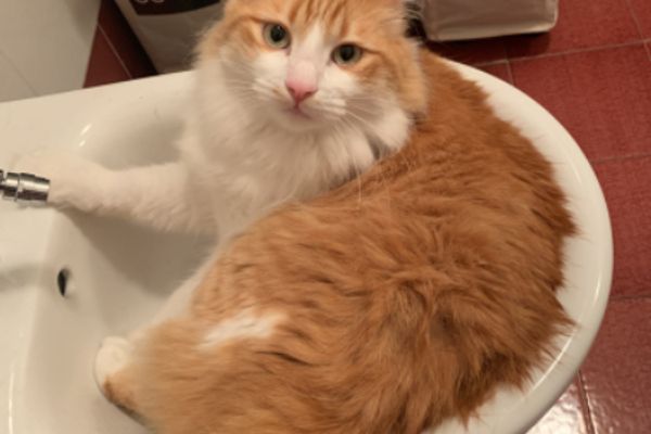 A cat is a furry, four-legged heat-seeking missile for your lap on cold days, provided you haven't moved in the last 15 minutes.