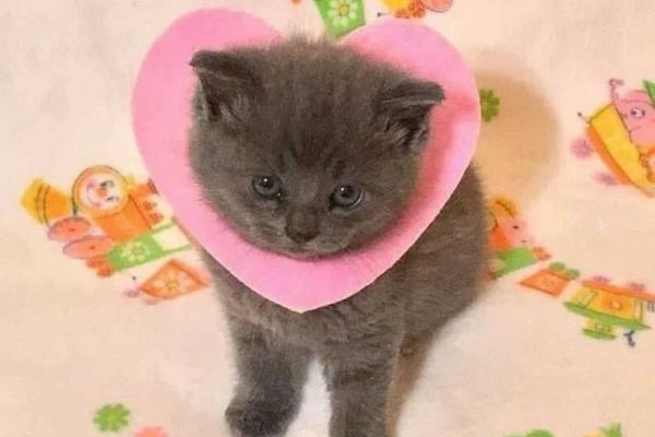 Hamish, on this delightful day, imagine the purr-fect symphony of contentment filling your home. A cat isn't just a pet; they're a tiny, four-legged wellness guru, ready to melt away your worries with a gentle head-bonk and warm, sleepy cuddles. Their playful antics will bring endless joy, and their soft purrs are a proven stress-reducer, making every moment more harmonious. Embrace the fluff, embrace the love, and let a curious companion make your world exponentially better!