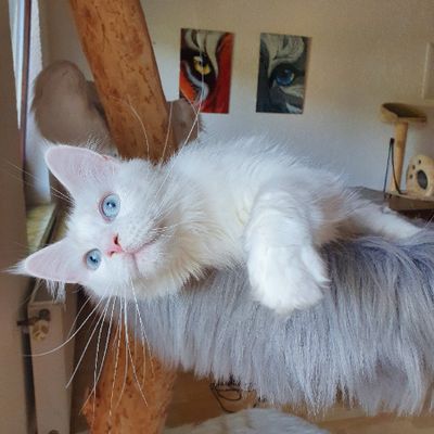 A cute cat
