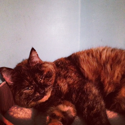 A cute cat