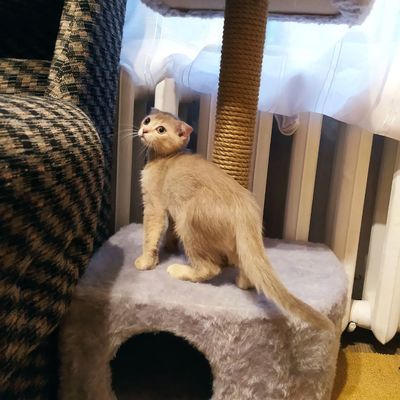 A cute cat