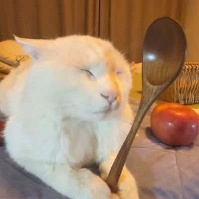 A cute cat