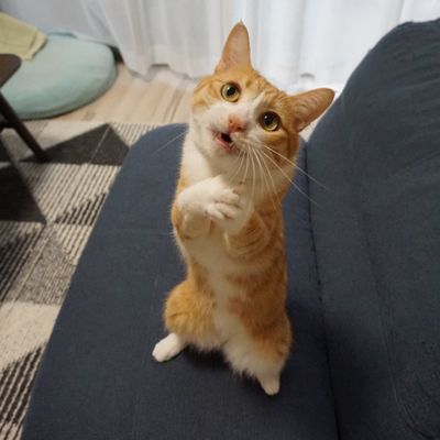 A cute cat