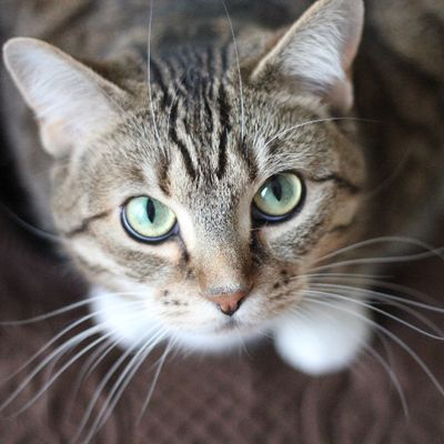 可爱猫咪