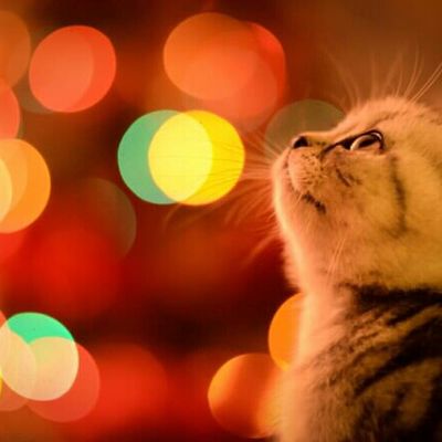 卖萌猫咪