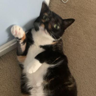 优雅猫咪