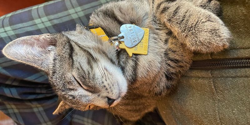 アメショの値段はいくら？相場・性格・寿命・飼育コストをブリーダーが解説