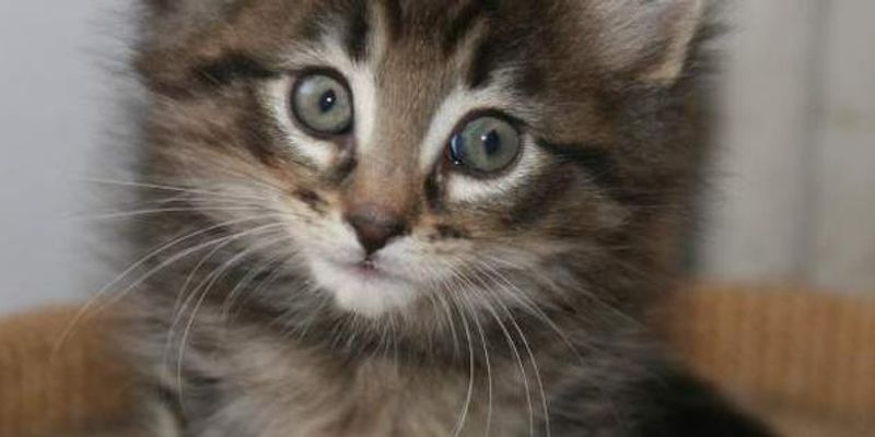 アメリカンショートヘアの寿命は？平均15〜20年を目指す長寿ケアの全知識