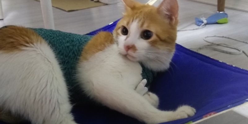 アメリカンショートヘアの性格は？活発・温厚・初心者向けの理由をブリーダーが解説