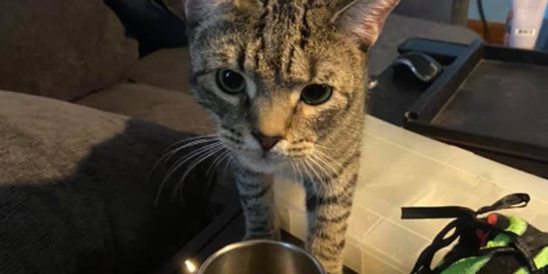 ブリティッシュショートヘアの値段はいくら？相場・カラー別価格・性格をブリーダーが解説