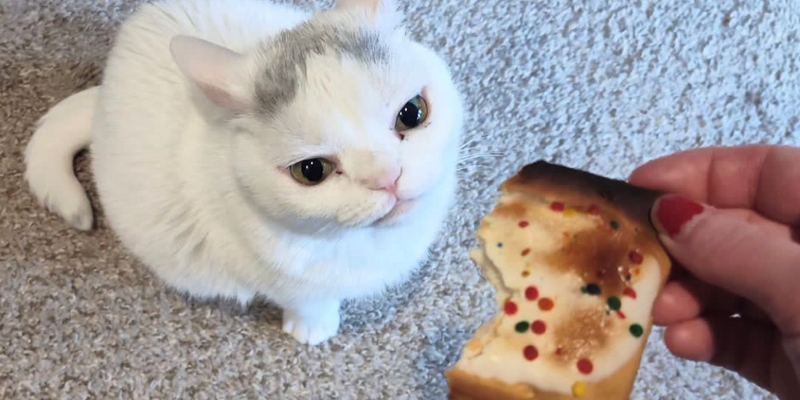 ブリティッシュショートヘアの寿命は？平均14〜20年を目指すための健康管理完全ガイド