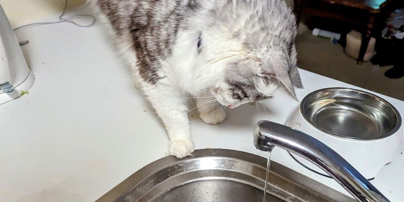 ブリティッシュショートヘアの性格は？抱っこ嫌い・鳴き声・飼い方をブリーダーが解説