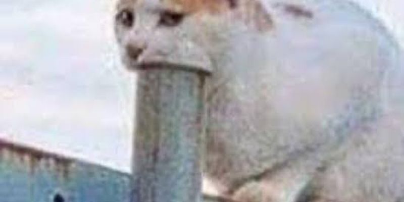 キャッテリーとは？良いキャッテリーの選び方・見分け方を10項目チェックリストで解説