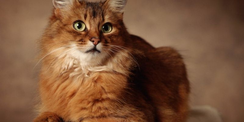 茶トラ猫の性格は甘えん坊？オス率8割の理由・チャシロの特徴までブリーダーが解説