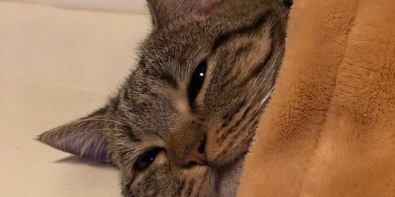 エキゾチックショートヘアの値段と性格は？寿命・病気・ペルシャ比較をブリーダーが解説