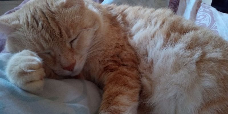 エキゾチックショートヘアの性格を徹底解説！ペルシャとの違い・飼いやすさ・鼻ぺちゃの注意点まで