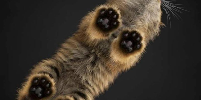 一人暮らしでも猫は飼える？条件・費用・品種選びを徹底解説