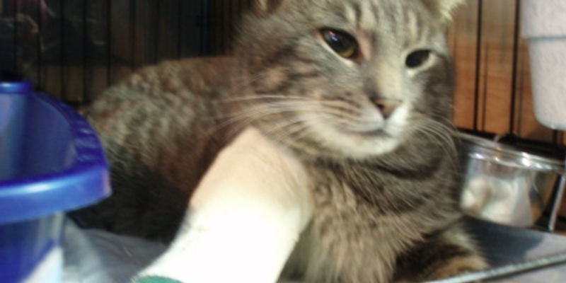 犬と猫の違いを科学的に解説｜性格・食性・寿命・費用まで10項目比較