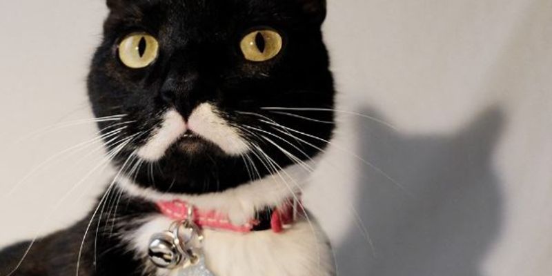 犬と猫どっちを飼う？ライフスタイル別・正直比較ガイド