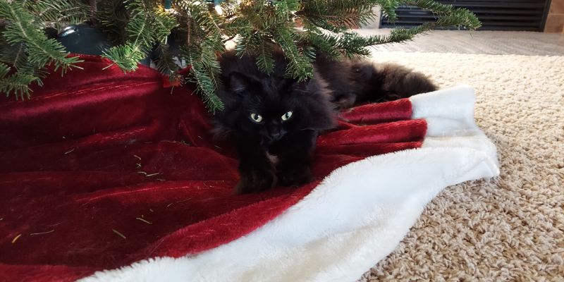 犬と猫の多頭飼いは難しい？同居を成功させる導入手順と注意点