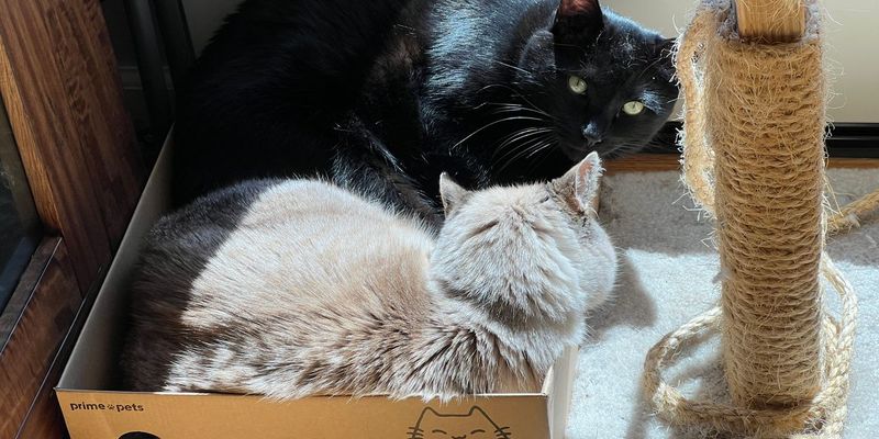 飼いやすい猫の種類ランキング｜ブリーダーが10品種を6基準で採点