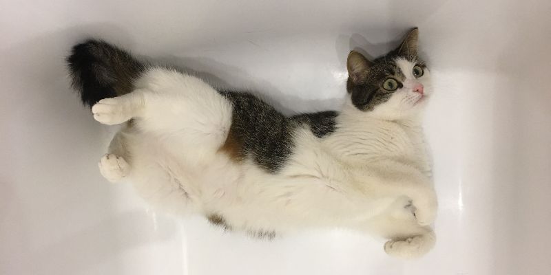 猫の痙攣・発作が起きたら？原因・応急処置・動画撮影の重要性をブリーダーが解説