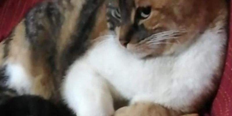 キジトラ猫の性格を徹底解説｜野生の血が育む賢さとツンデレの魅力