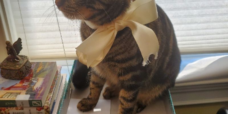 子猫の歯の生え変わり完全ガイド｜時期・サイン・乳歯遺残の受診目安まで