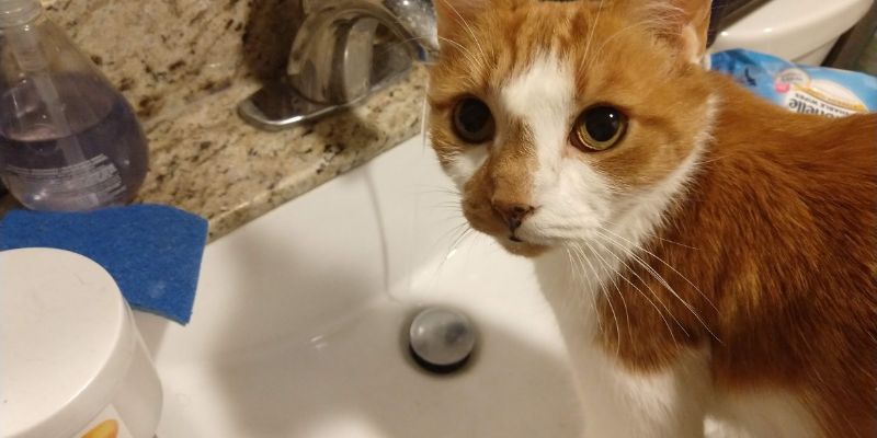 子猫 生後1ヶ月の特徴と育て方 - 体重・離乳・温度管理・お迎え時期まで解説