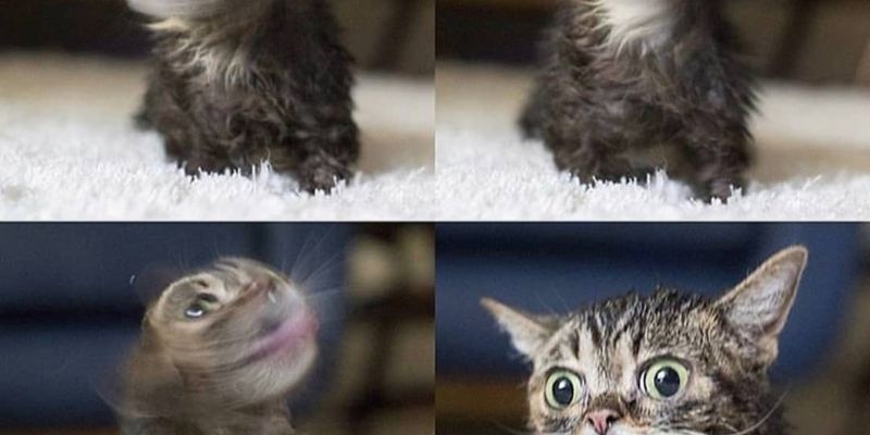 子猫 生後2ヶ月の特徴と育て方 - 体重・ご飯・ワクチン・お迎え時期まで完全解説