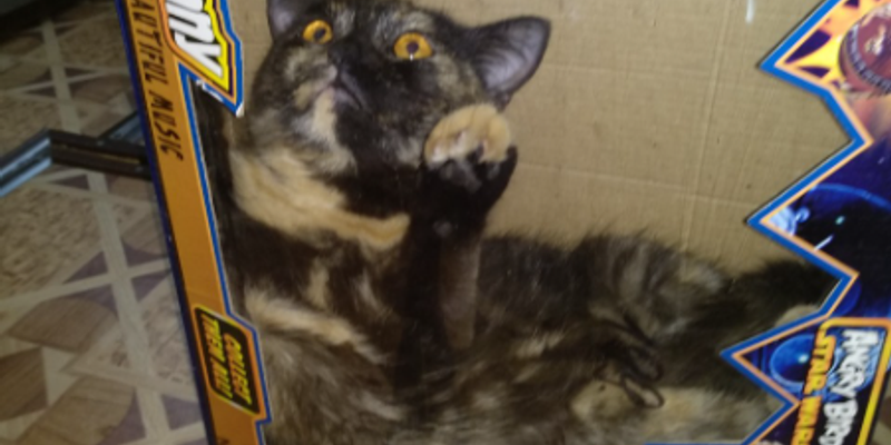 黒猫の性格は甘えん坊で賢い？迷信・品種・飼い方をブリーダーが解説